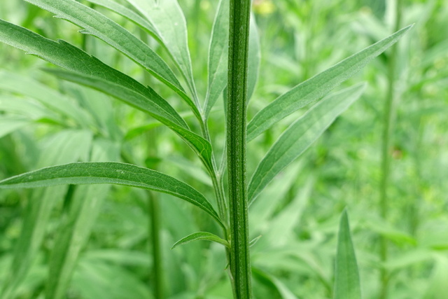 Ratibida pinnata - stem