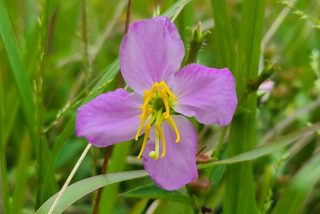 Rhexia mariana