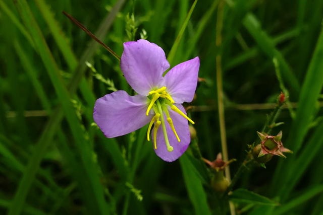 Rhexia mariana