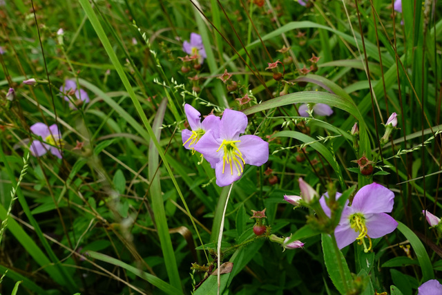 Rhexia mariana