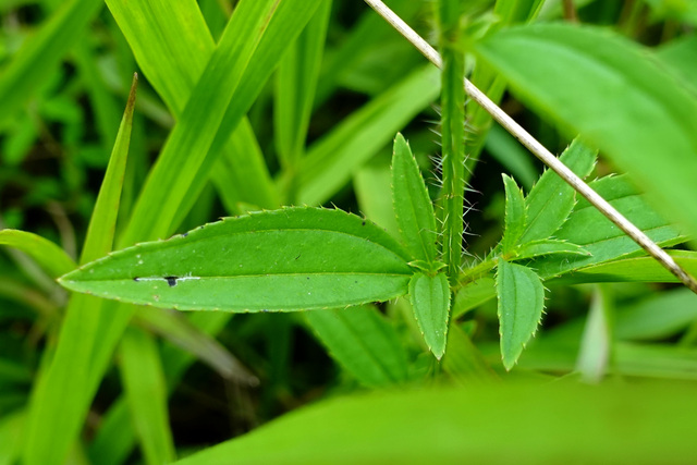 Rhexia mariana - leaves