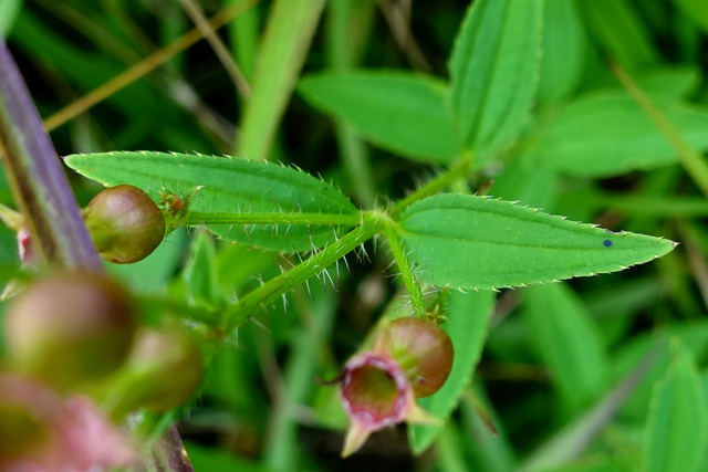 Rhexia mariana - leaves