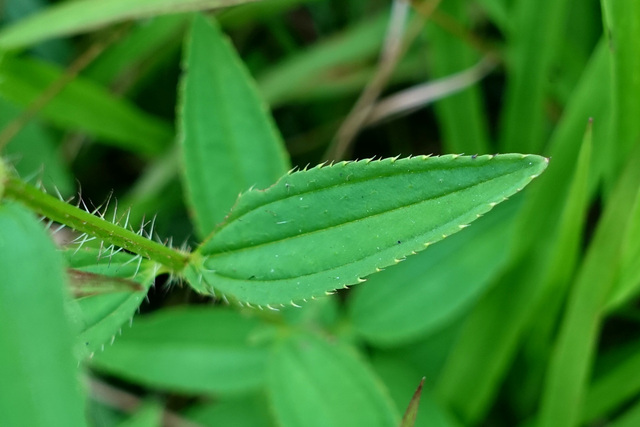 Rhexia mariana - leaves