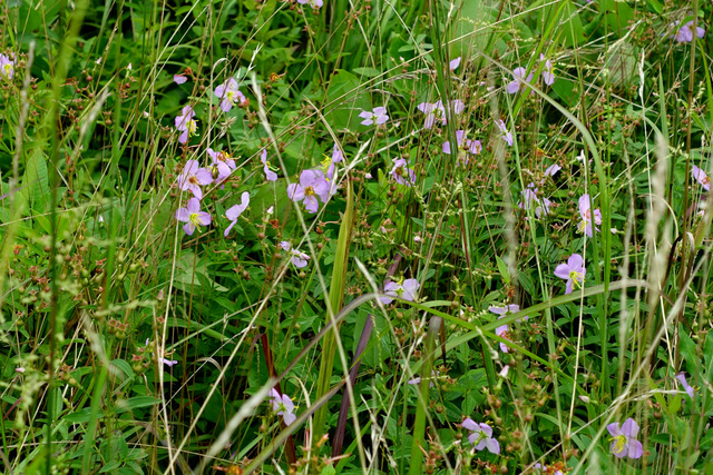 Rhexia mariana - plants