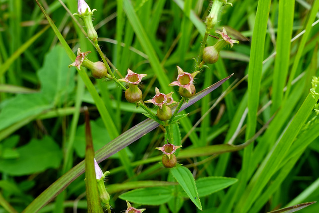 Rhexia mariana - seedpods