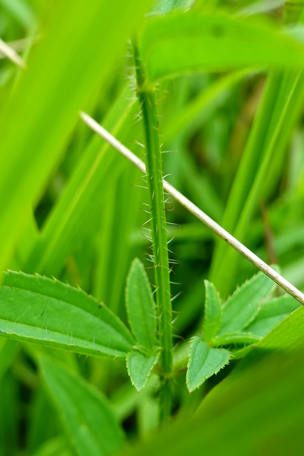 Rhexia mariana - stem