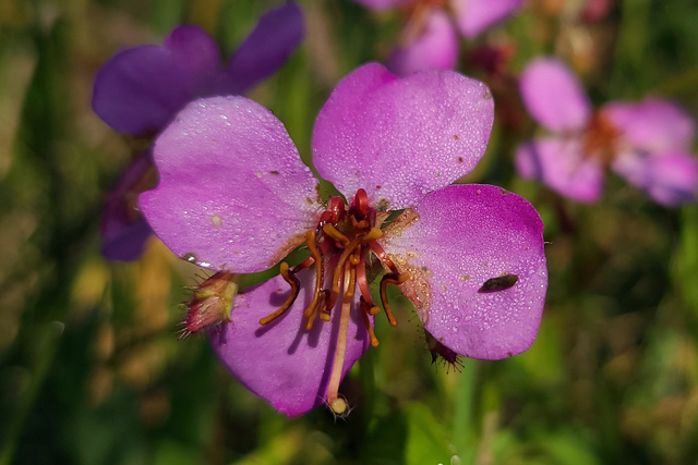 Rhexia virginica