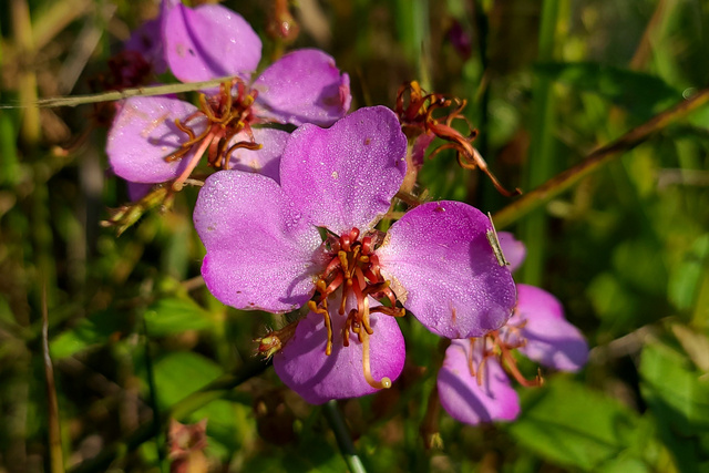 Rhexia virginica