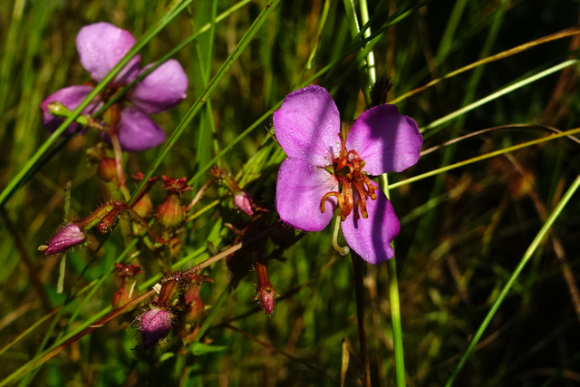 Rhexia virginica