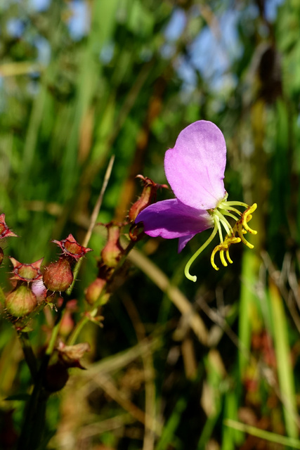 Rhexia virginica