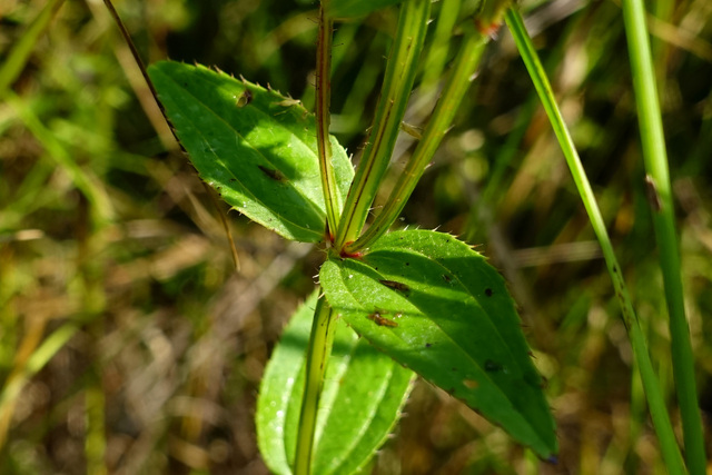 Rhexia virginica - leaves