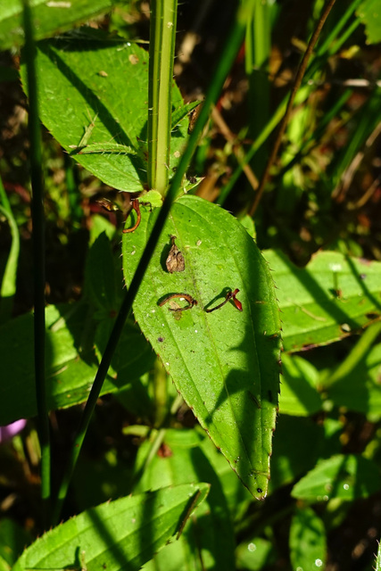 Rhexia virginica - leaves