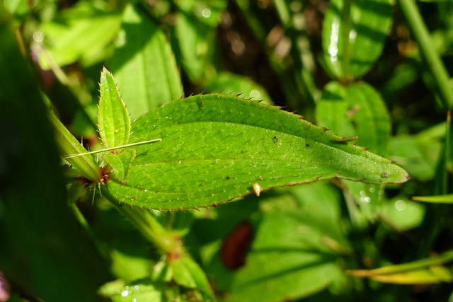 Rhexia virginica - leaves