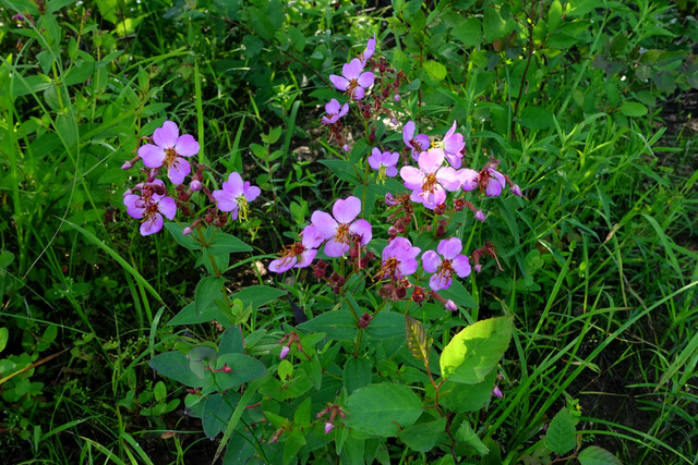 Rhexia virginica - plants