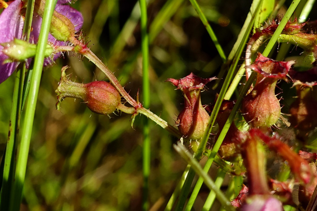 Rhexia virginica - seedpods