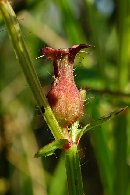 Rhexia virginica - seedpods