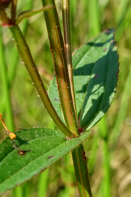 Rhexia virginica - stem