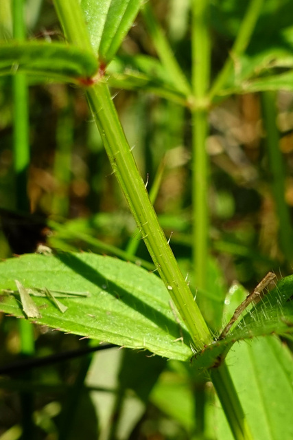 Rhexia virginica - stem