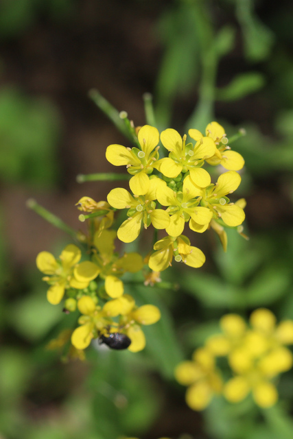 Rorippa sylvestris