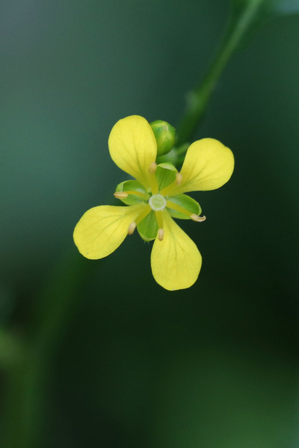 Rorippa sylvestris