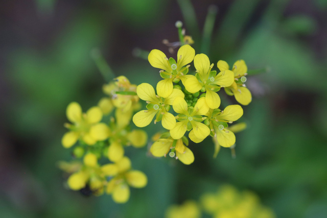 Rorippa sylvestris