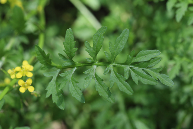 Rorippa sylvestris - leaves