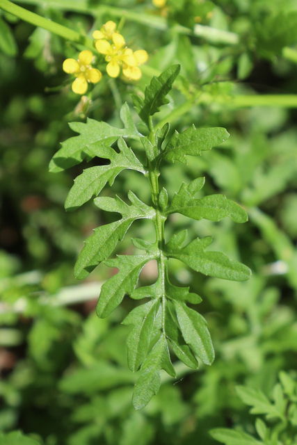 Rorippa sylvestris - leaves