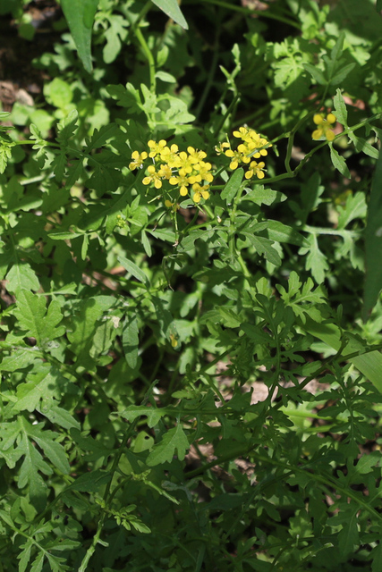 Rorippa sylvestris - plant