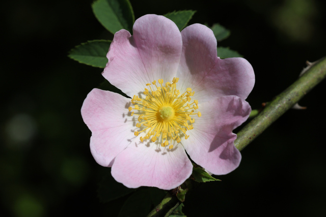 Rosa canina