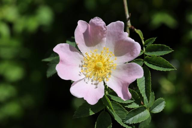 Rosa canina