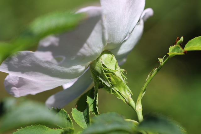 Rosa canina