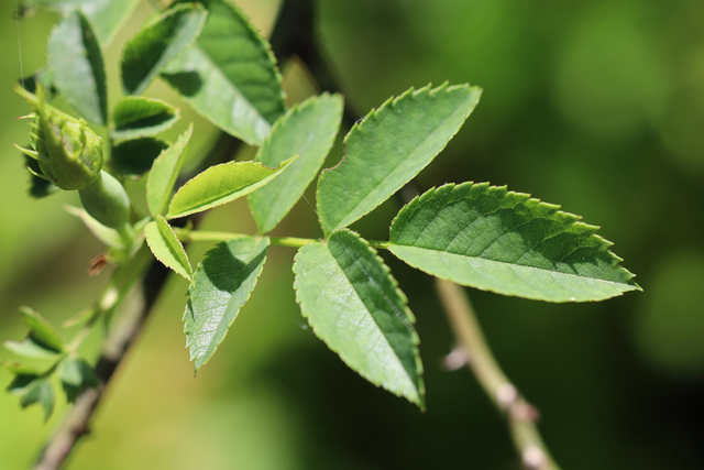 Rosa canina - leaves