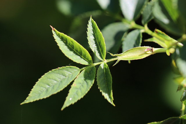 Rosa canina - leaves