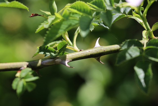 Rosa canina - stem