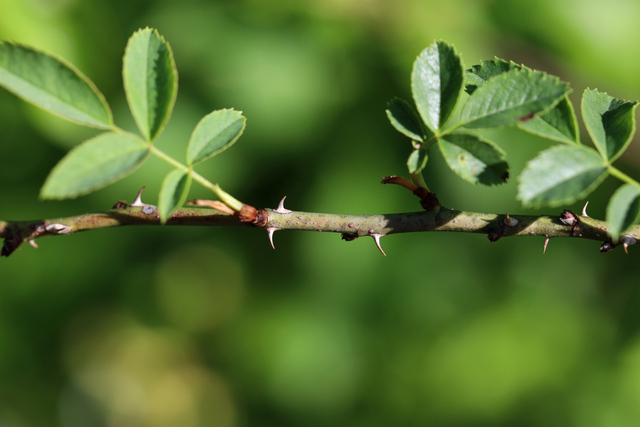 Rosa canina - stem