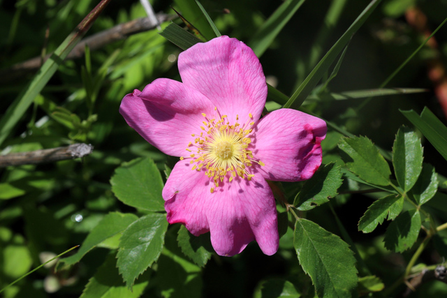 Rosa carolina