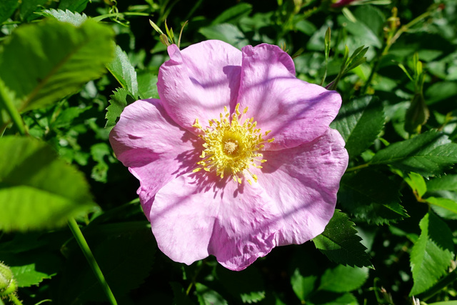 Rosa carolina