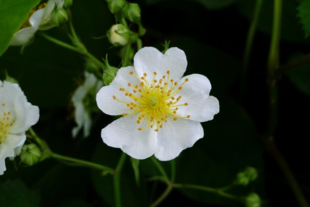 Rosa multiflora