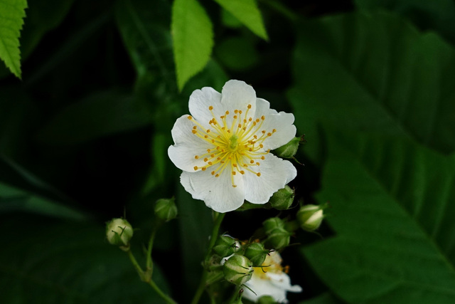 Rosa multiflora