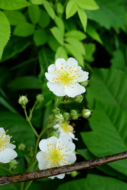 Rosa multiflora