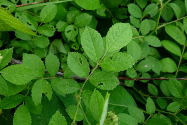 Rosa multiflora - leaves