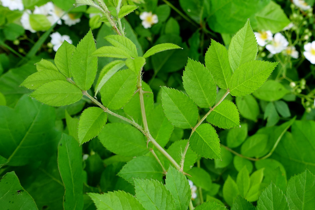 Rosa multiflora - leaves