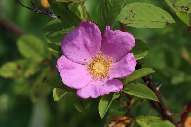 Rosa palustris