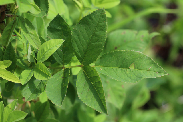 Rosa palustris - leaves