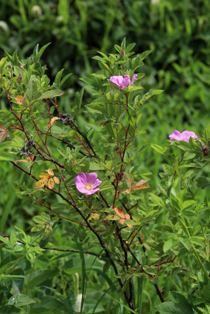 Rosa palustris - plant