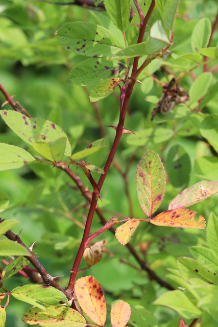 Rosa palustris - stem