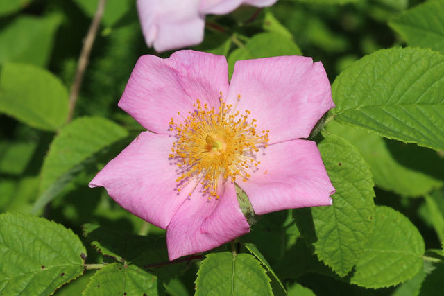 Rosa setigera
