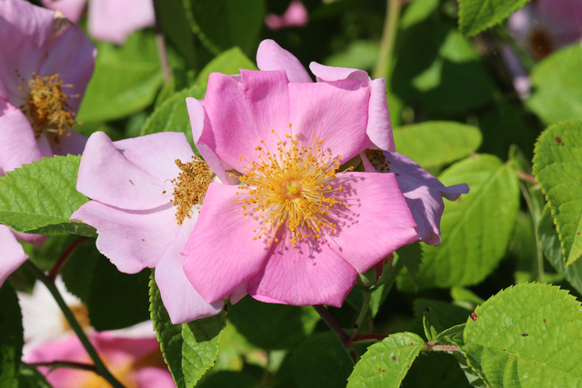 Rosa setigera