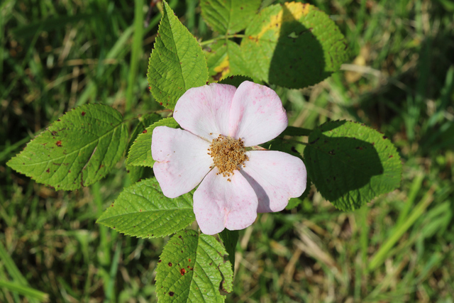 Rosa setigera