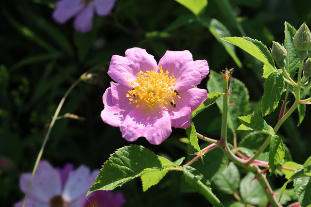 Rosa setigera